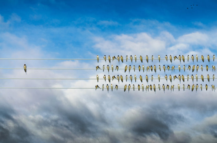 Individuality concept, birds on a wire, alone against mass